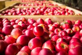 images/1669622873329apple sorter.jpg